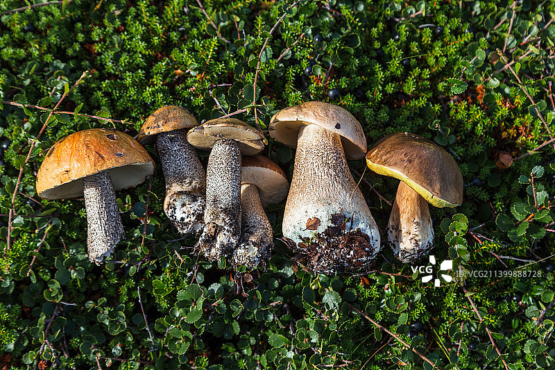 森林里的美味牛肝菌图片素材