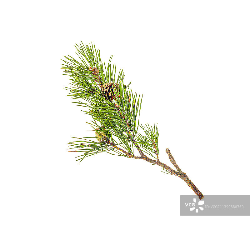 白色背景上的新鲜绿色松树枝与松果（俄罗斯）图片素材