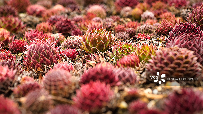 田野上的粉色植物特写，匈牙利图片素材
