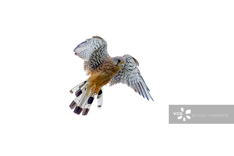 在白色背景下飞翔的猛禽特写，滕珀尔霍夫费尔德，德国图片素材