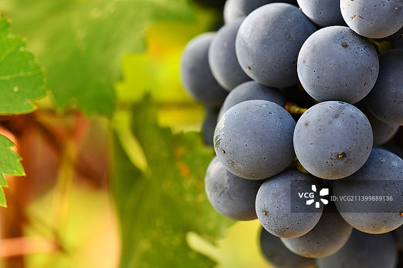 葡萄在葡萄园中生长的特写图片素材