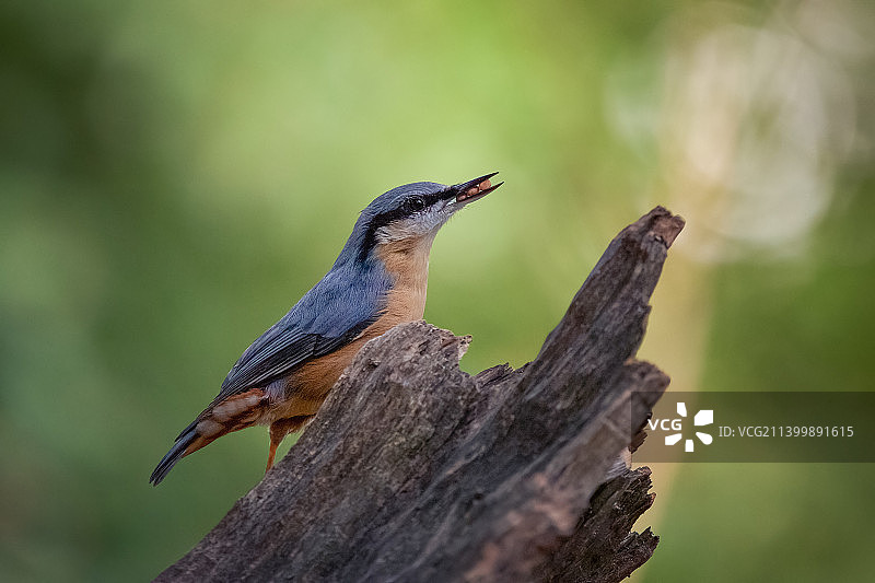 红胸Nuthatch鸟栖息在木头上的特写，英国阿宾登米尔顿图片素材