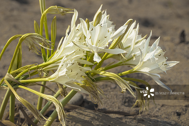 田野上的白色开花植物特写，土耳其梅尔辛图片素材
