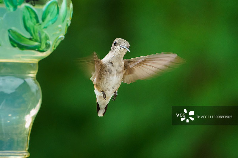 蜂鸟在户外飞行的特写，贝滕多夫，爱荷华州，美国图片素材