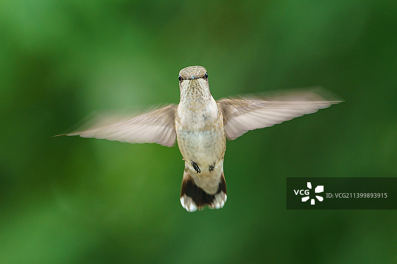 蜂鸟户外飞行特写，爱荷华州图片素材