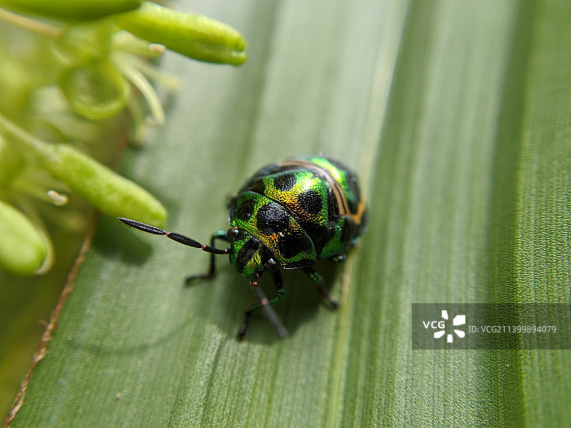 叶子上昆虫的特写，马来西亚丁加奴州Jerteh图片素材
