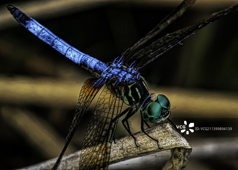 美国弗吉尼亚州海马克特树枝上的蜻蜓特写图片素材