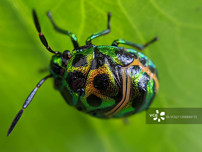 叶子上昆虫的特写，马来西亚丁加奴州Jerteh图片素材