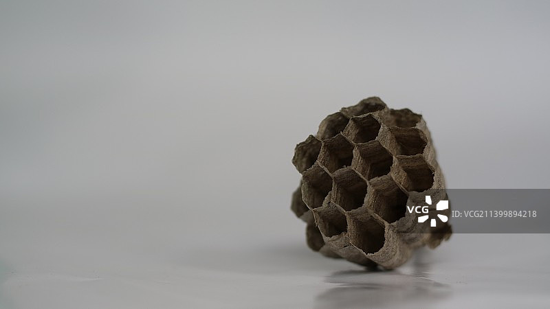 白色背景下的蜜蜂特写，印度尼西亚玛琅图片素材