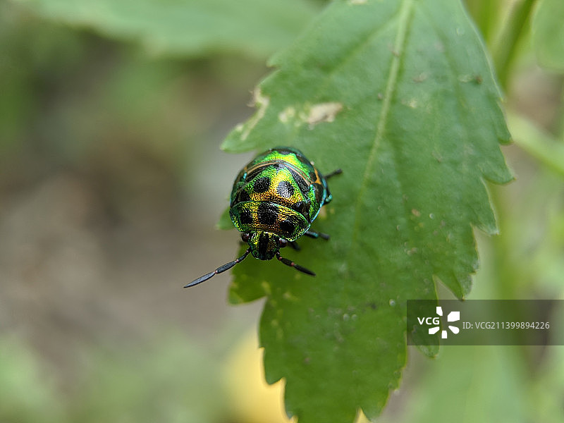 叶子上昆虫的特写，马来西亚丁加奴州Jerteh图片素材