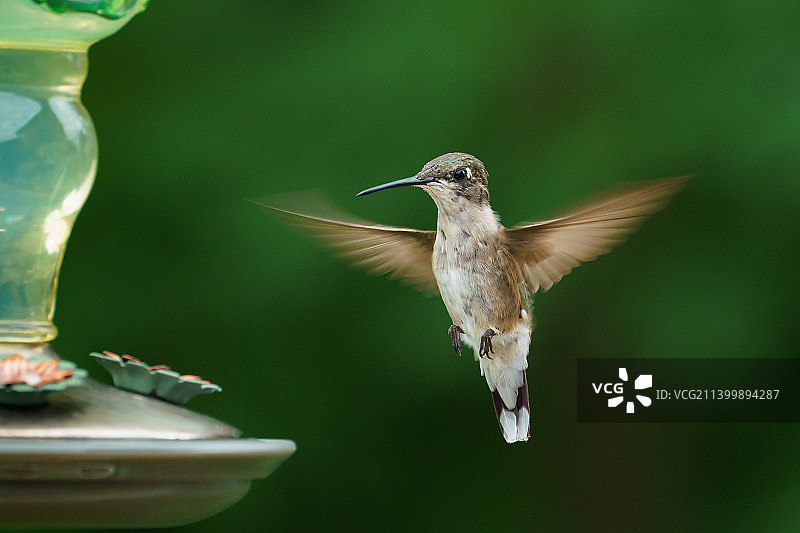 蜂鸟在户外飞行的特写，贝滕多夫，爱荷华州，美国图片素材
