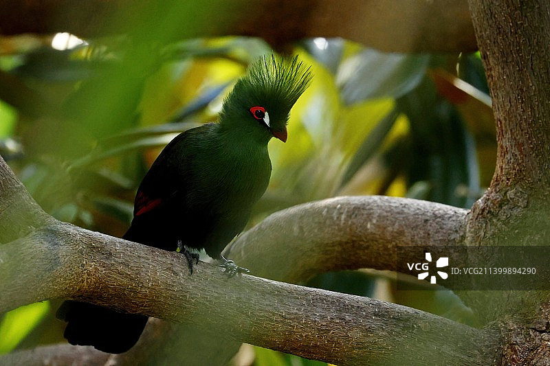 加拿大布洛德尔温室：栖息在树枝上的歌蕉鹃特写图片素材