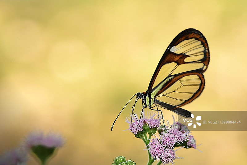 蝴蝶在紫色花朵上授粉的特写图片素材