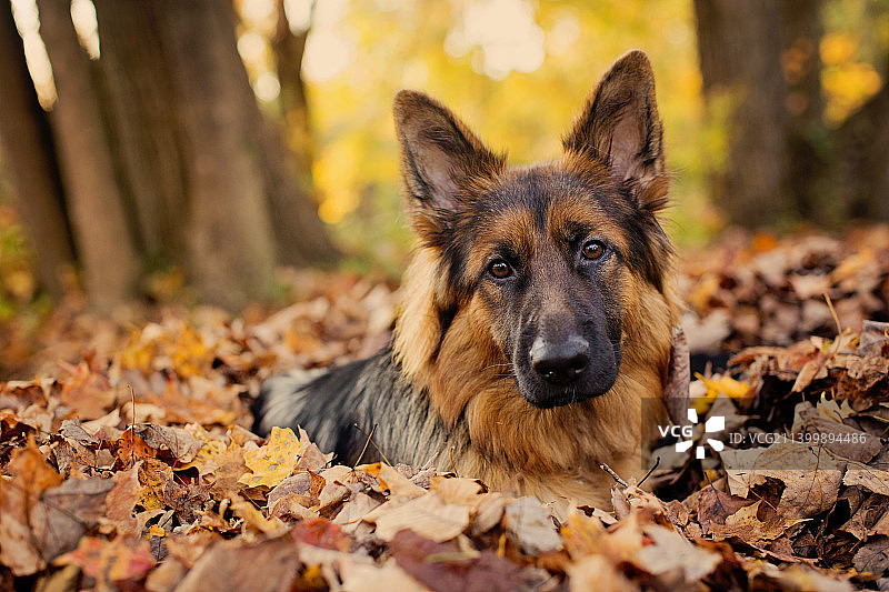 秋季新泽西州落叶堆中的德国牧羊犬肖像图片素材