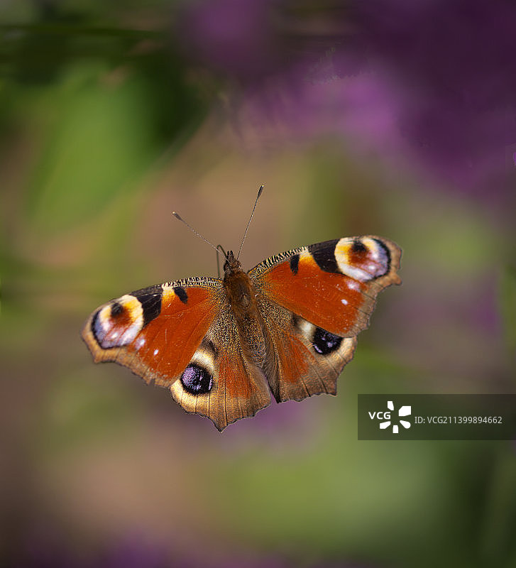 蝴蝶在树叶上的特写图片素材