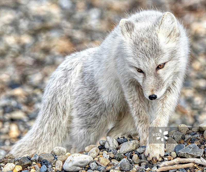站在岩石上的北极狐图片素材