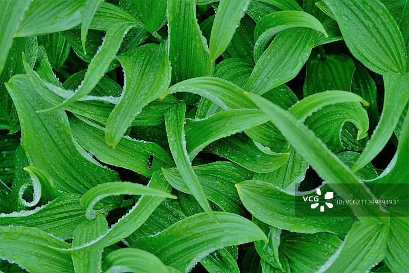 新鲜绿色植物特写镜头图片素材