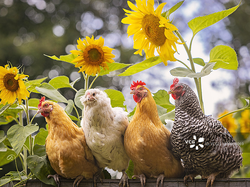 美国新泽西州田野上的鸡群特写图片素材