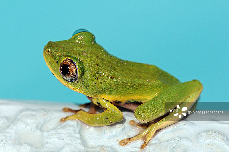 塞舌尔拉迪格岛红色树叶特写图片素材
