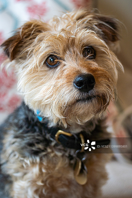 英国梗犬特写肖像图片素材