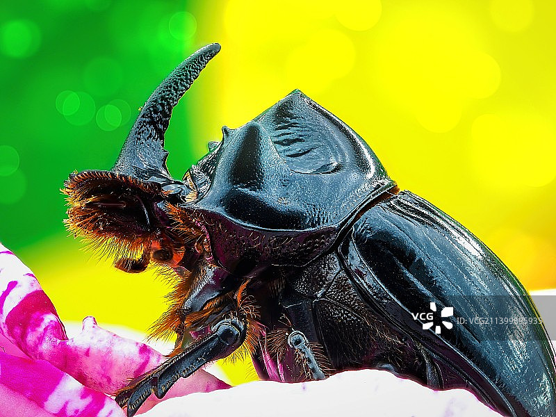 昆虫在树叶上的特写图片素材