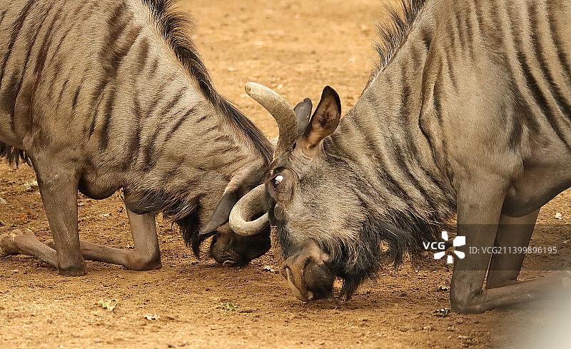 蓝色角马，年轻雄性角马的战斗，法国图片素材