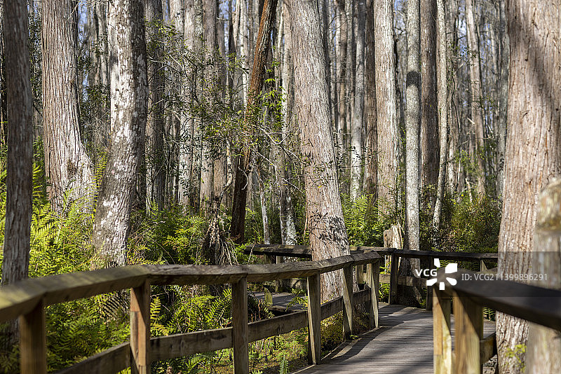 美国佛罗里达州奥兰多森林中的树木图片素材