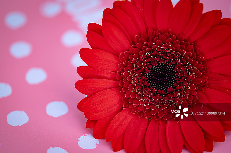 红色背景下的非洲菊特写，爱尔兰都柏林图片素材