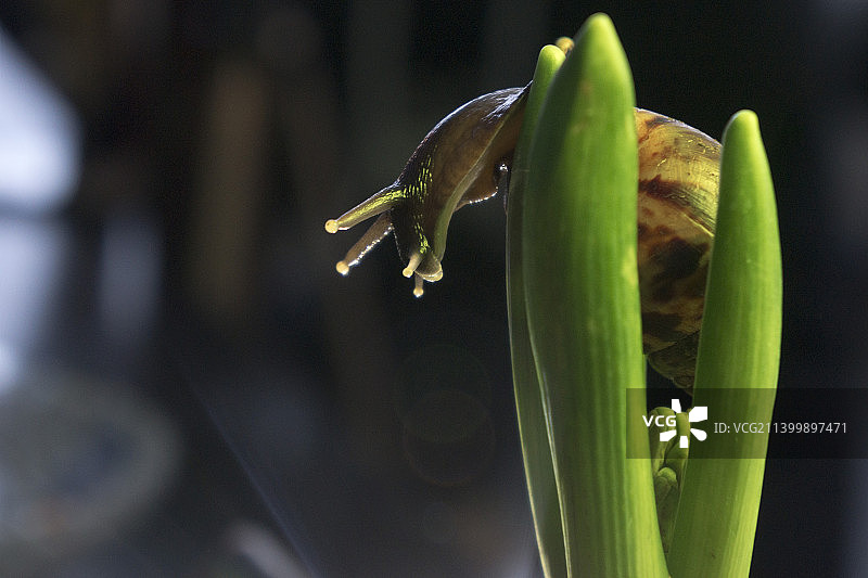 风信子叶子上的大蜗牛，特写图片素材