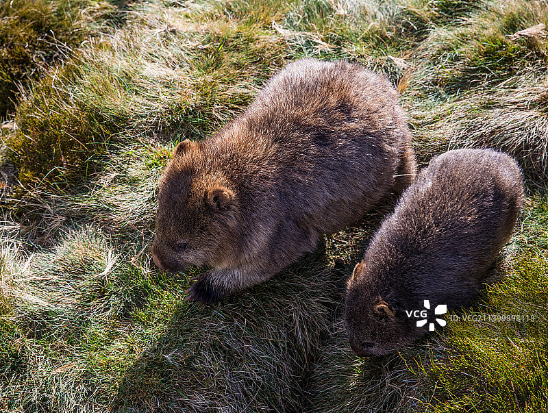 澳大利亚塔斯马尼亚袋熊（俯视角度）图片素材