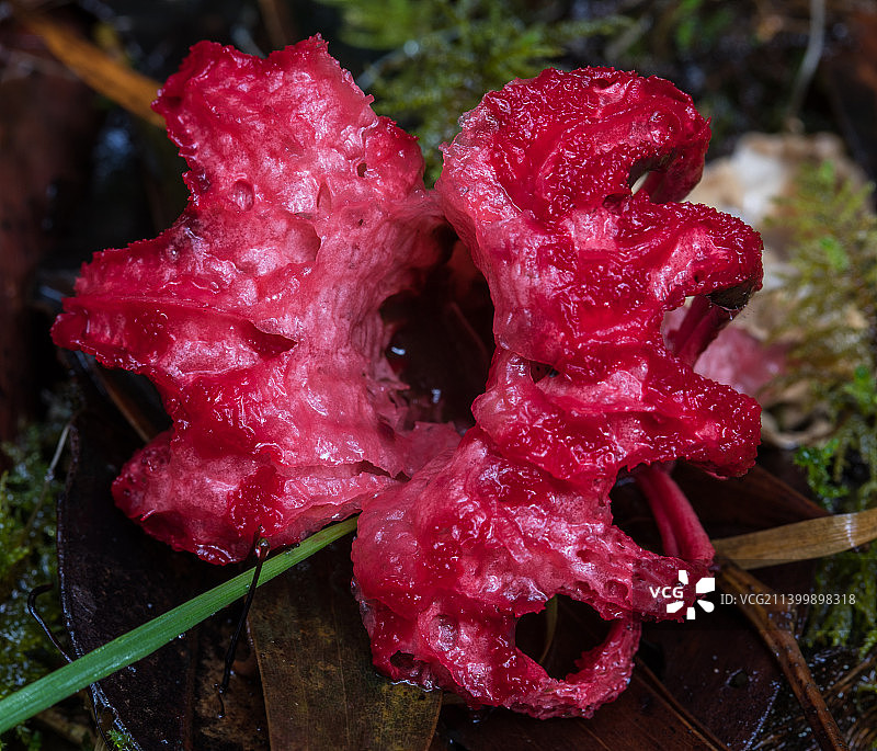 澳大利亚塔斯马尼亚湿红玫瑰花特写图片素材