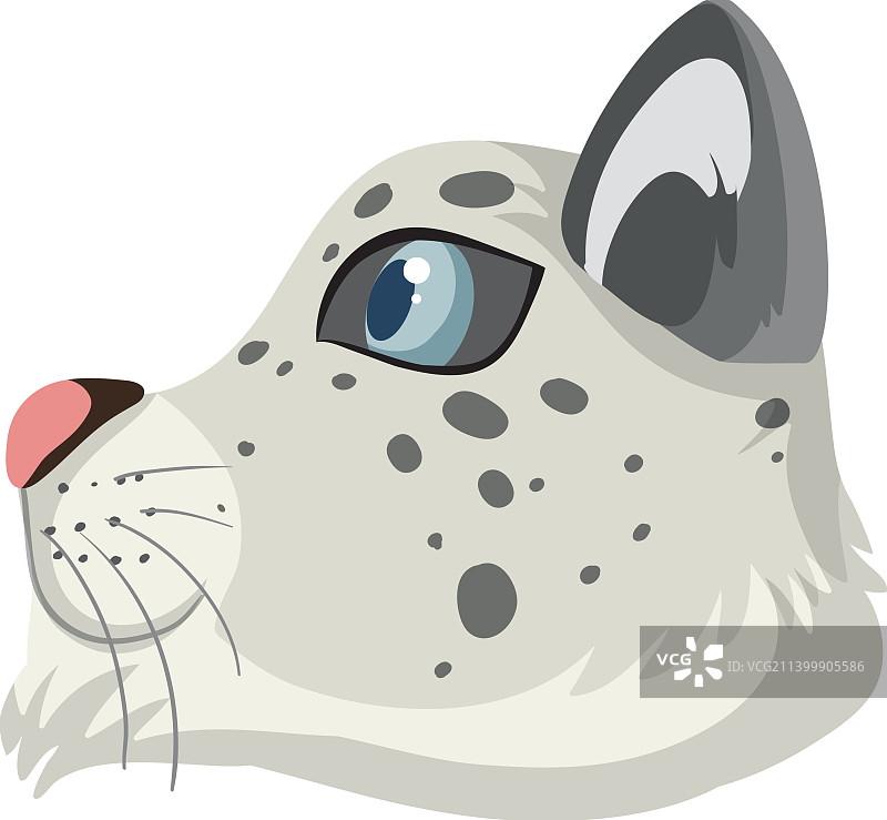 白色背景下的雪豹图片素材