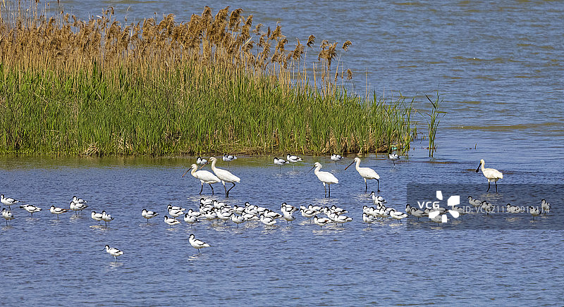 琵鹭与反嘴鹬图片素材