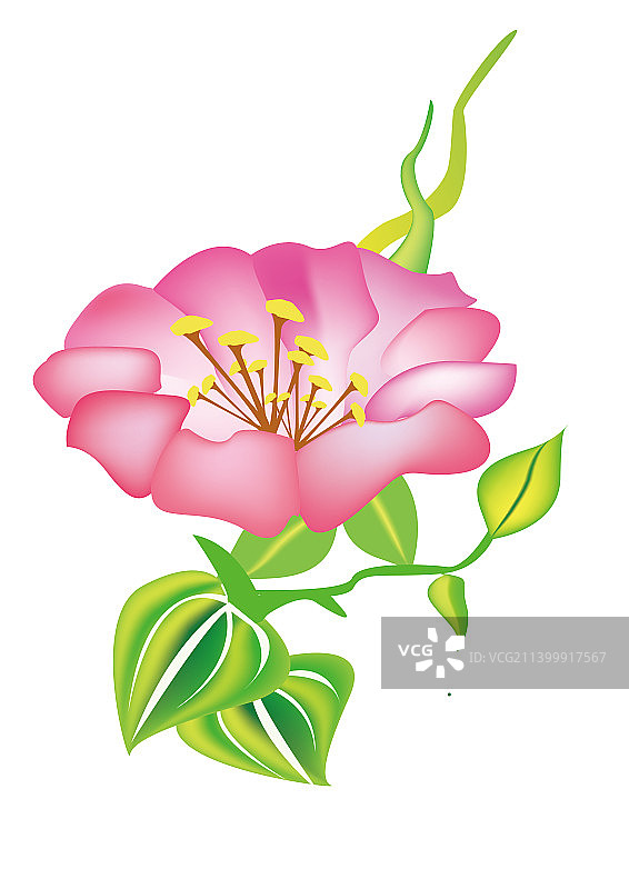 植物花朵贴花图片素材