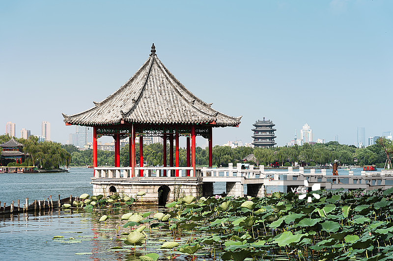 大明湖畔荷花开图片素材
