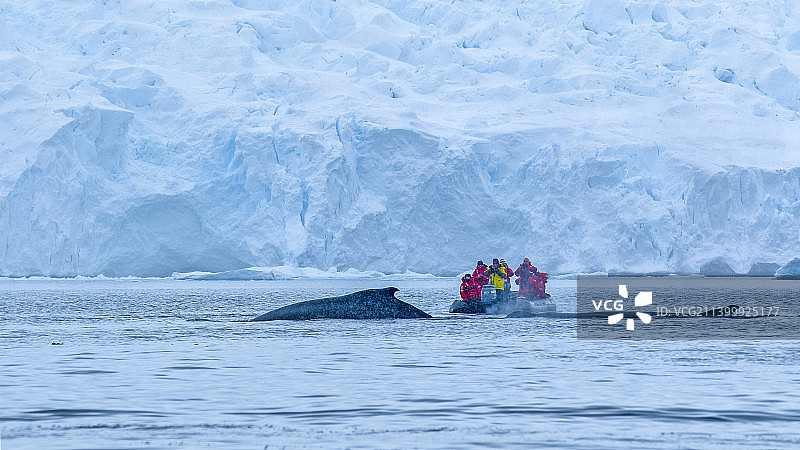 游客在南极观赏鲸图片素材