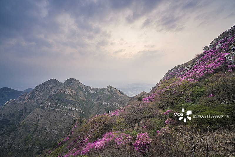 大连大黑山风景区杜鹃花海图片素材