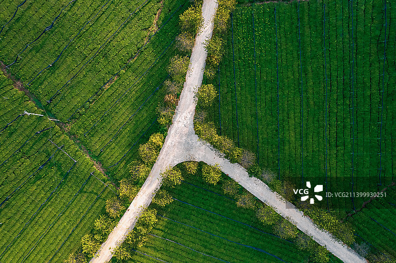 万亩茶园，白茶之乡图片素材