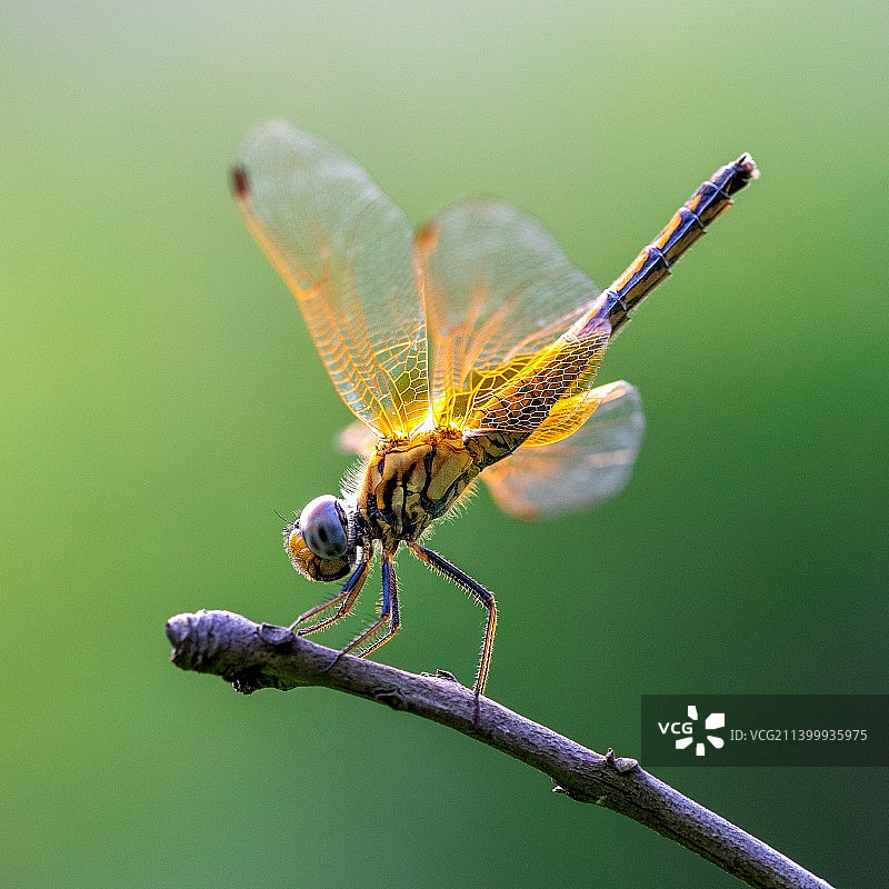蜻蜓图片素材