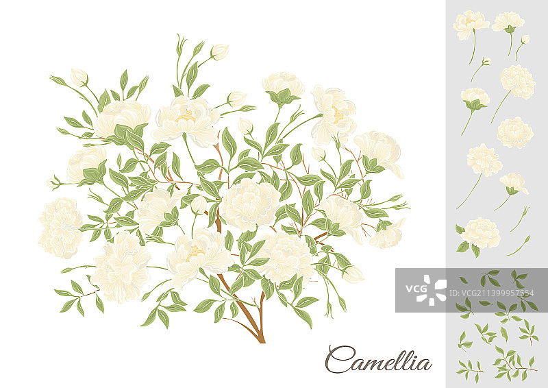 山茶花树开花元素剪贴画图片素材