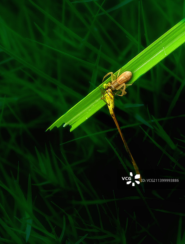 被蜘蛛咬住的豆娘图片素材