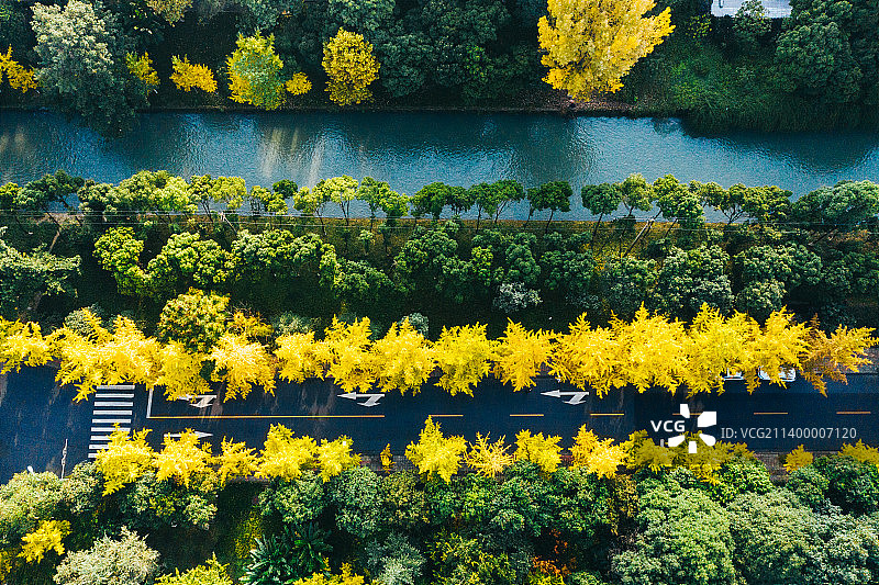 秋天金色的银杏树叶图片素材
