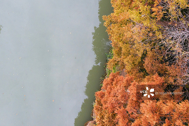 秋天城市里沙河边的水杉林图片素材
