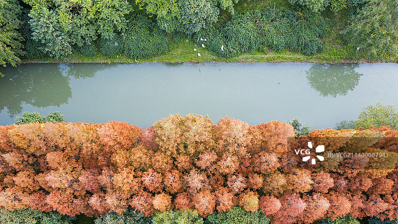 秋天城市里沙河边的水杉林图片素材