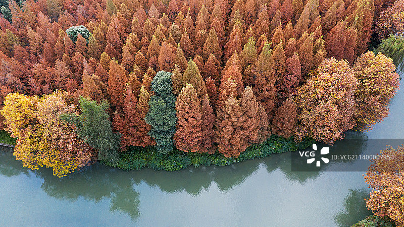 秋天城市里沙河边的水杉林图片素材