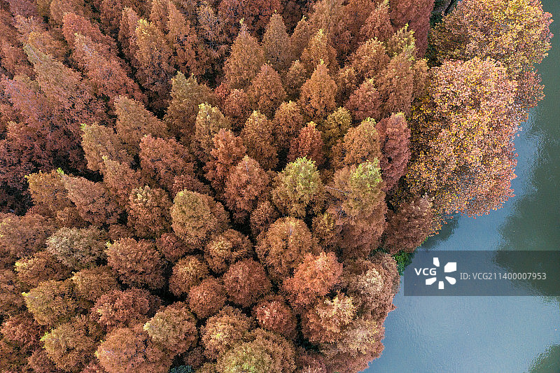 秋天城市里沙河边的水杉林图片素材