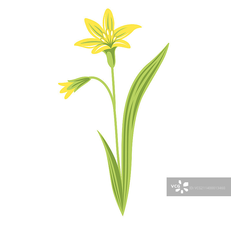 野生花卉鹅黄金图片素材