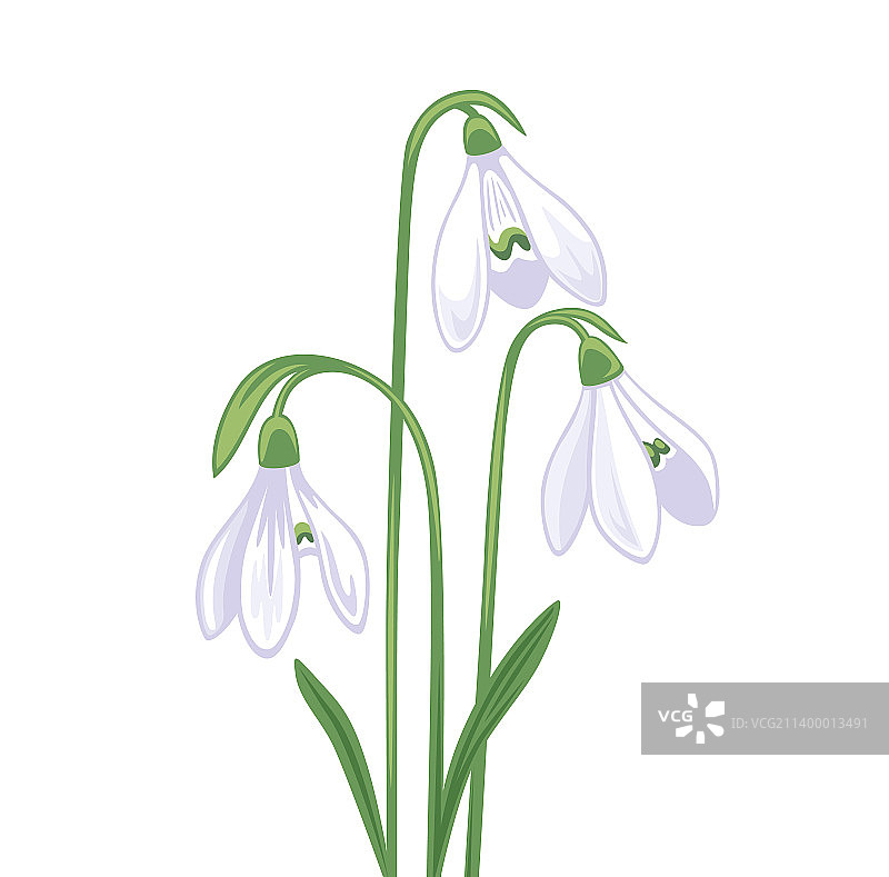 雪滴花花束春季植物图片素材