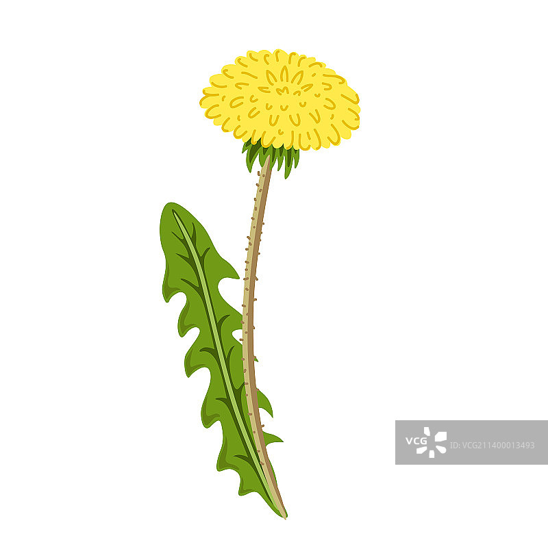 黄色蒲公英植物图片素材