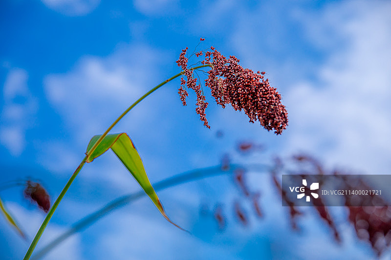 红高粱，平原的高粱熟了。图片素材
